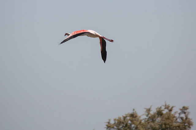 20150518 7900VRTw [F] Rosaflamingo (Phoenicopterus roseus), Parc Ornithologique, Camargue