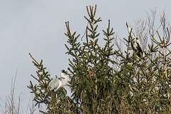 20160303 0113VRAw [D~BI] Graureiher (Ardea cinerea), Tierpark Olderdissen, Bielefeld