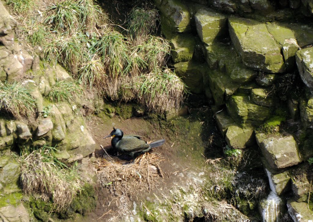 Cormoran hupé au couvage, cap Frehel, Bretagne