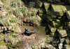 Cormoran hupé au couvage, cap Frehel, Bretagne
