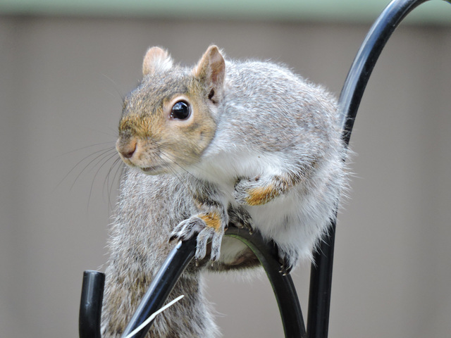 Eastern Gray Squirrel