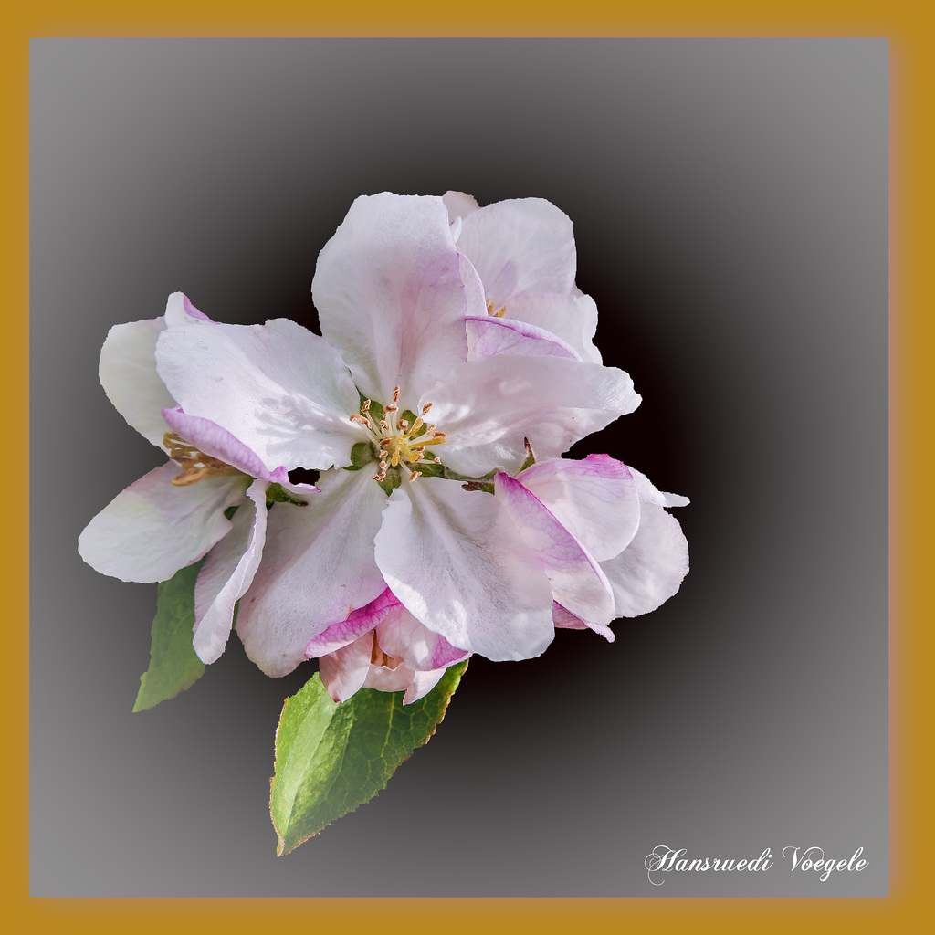 Apfelblüte