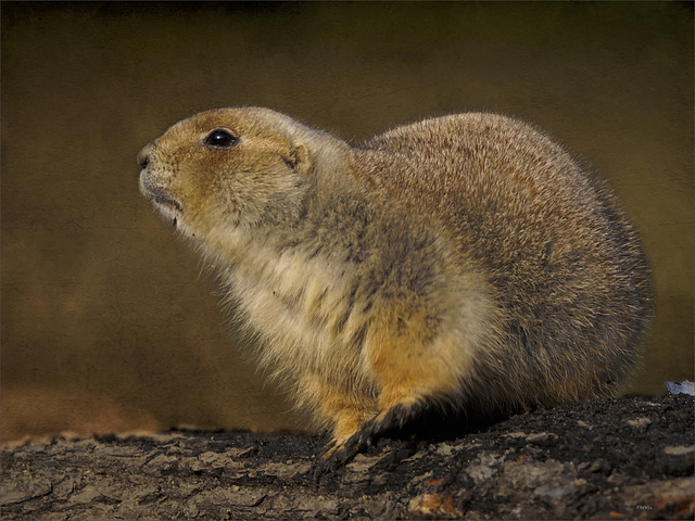 Black-tailed prairie dog