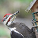 Pileated Woodpecker