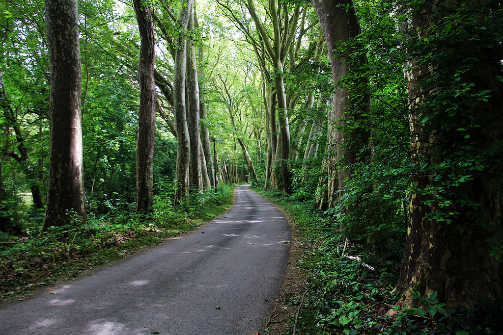 Ma p'tite route de campagne , du côté de Pithiviers