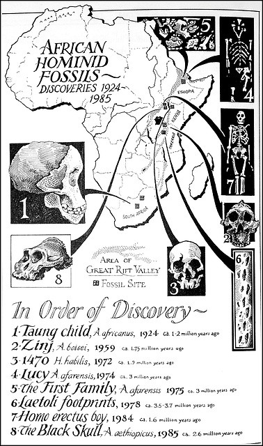 AFRICAN HOMINID FOSSILS