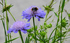 20210606 0540CPw [D~LIP] Skabiose, Hummel, UWZ, Bad Salzuflen