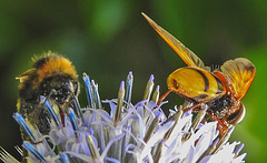 20210802 2364CPw [D~LIP] Hornissen-Schwebfliege (Volucella zonaria), Kugeldistel (Echinops babaticus), Insekt, Bad Salzuflen