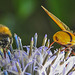 20210802 2364CPw [D~LIP] Hornissen-Schwebfliege (Volucella zonaria), Kugeldistel (Echinops babaticus), Insekt, Bad Salzuflen