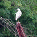 Snowy egret on snag