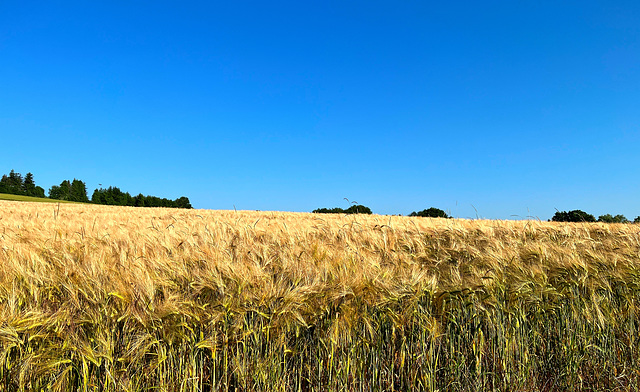 Sommerlandschaft