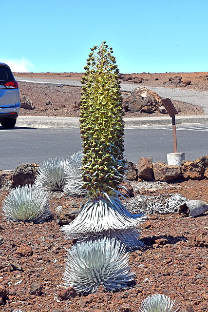 Auf den Weg zum Haleakala