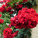 Roses de l'été*****************