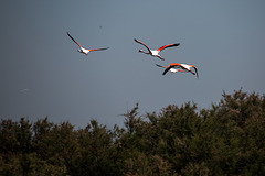 20150518 7903VRTw [F] Rosaflamingo (Phoenicopterus roseus), Parc Ornithologique, Camargue