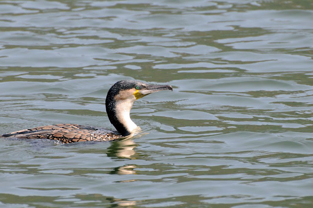 Cormoran, lac Blyde spoorts dam, afrique du Sud