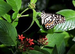 Zitronen-Schmetterling