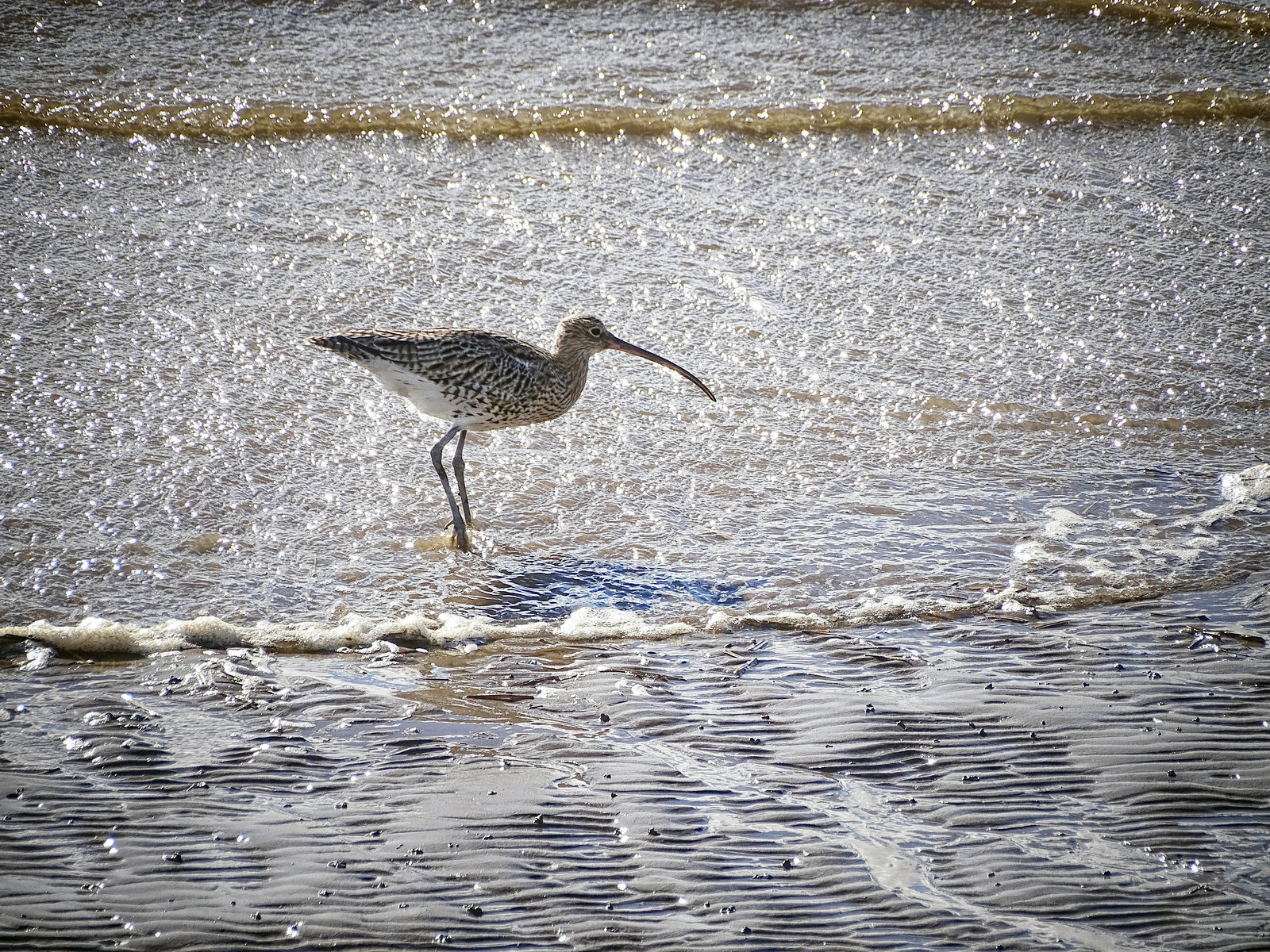 Curlew