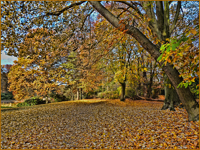Autumn in the parc