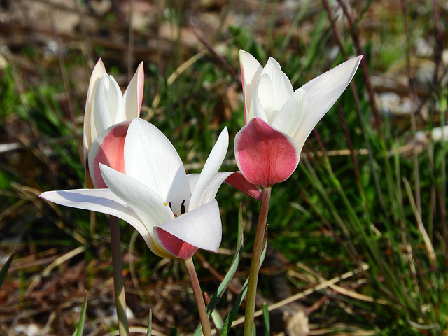 Wild Turkisch Tulips  (1)