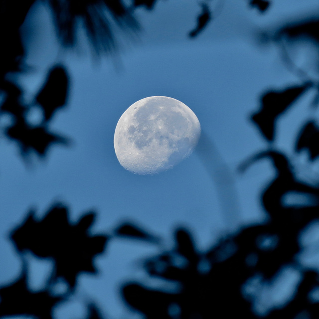 Moon through branches