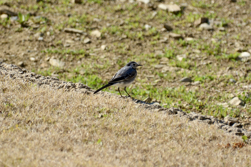 Athens 2020 – White Wagtail