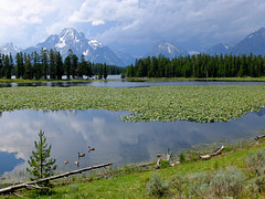 Heron pond (Grand teton national park)