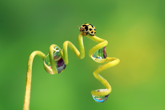 Propylea (coccinelle à damier)  ,Ladybug