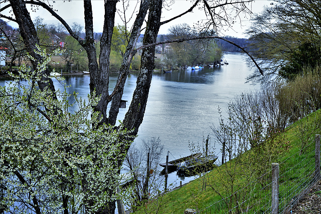 Hochrhein bei Langwiesen ZH