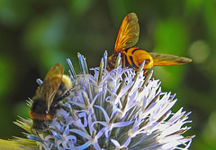 20210802 2365CPw [D~LIP] Hornissen-Schwebfliege (Volucella zonaria), Kugeldistel (Echinops babaticus), Insekt, Bad Salzuflen