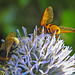 20210802 2365CPw [D~LIP] Hornissen-Schwebfliege (Volucella zonaria), Kugeldistel (Echinops babaticus), Insekt, Bad Salzuflen