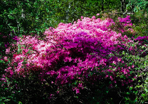 At the Isabella Plantation (Richmond Park)