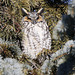 hibou moyen-duc / long-eared owl