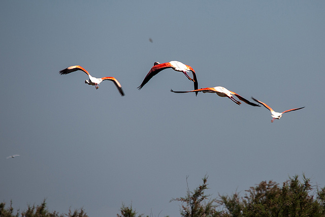 20150518 7904VRTw [F] Rosaflamingo (Phoenicopterus roseus), Parc Ornithologique, Camargue