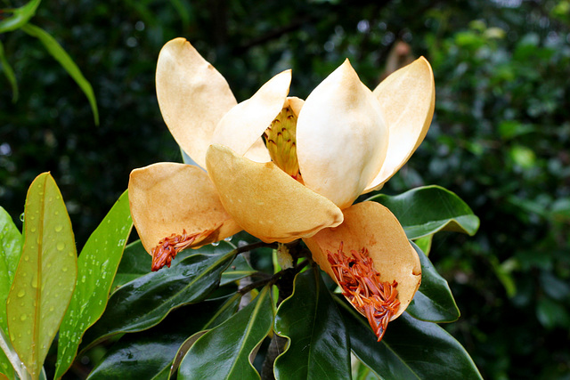 Magnolia grandiflora Magnolia grandiflora