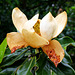 Magnolia grandiflora