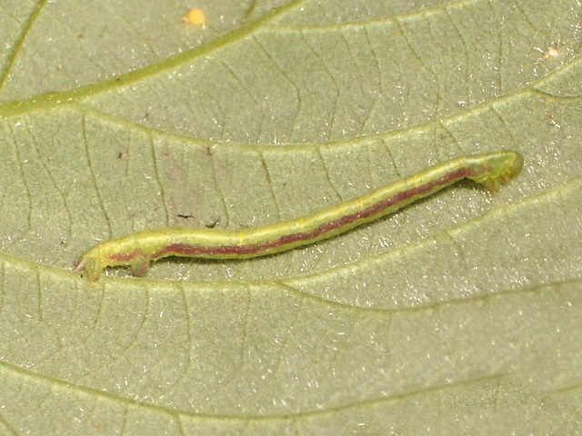 1764 Chloroclysta truncata (Common Marbled Carpet)