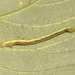 1764 Chloroclysta truncata (Common Marbled Carpet)