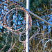 Razor Wire