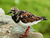 Ruddy Turnstone, Tobago