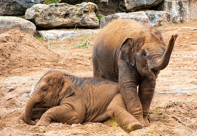 Elephants at play