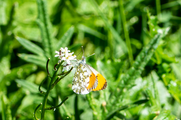 Orange Tip-DSA0366