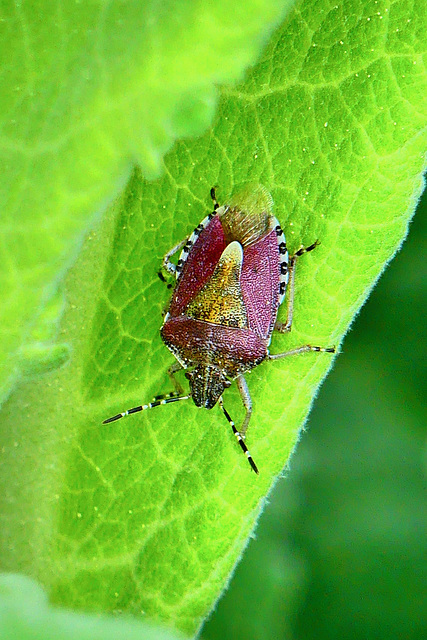 P1280914- Punaise des baies (Dolycoris baccarum) - Jardin.  27 avril 2020