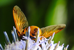 20210802 2367CPw [D~LIP] Hornissen-Schwebfliege (Volucella zonaria), Kugeldistel (Echinops babaticus), Bad Salzuflen