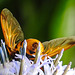 20210802 2367CPw [D~LIP] Hornissen-Schwebfliege (Volucella zonaria), Kugeldistel (Echinops babaticus), Bad Salzuflen