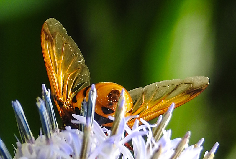 20210802 2367CPw [D~LIP] Hornissen-Schwebfliege (Volucella zonaria), Kugeldistel (Echinops babaticus), Bad Salzuflen