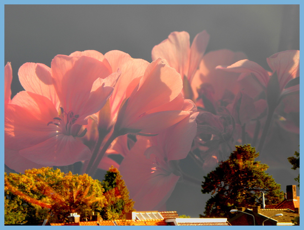 Flower explosion