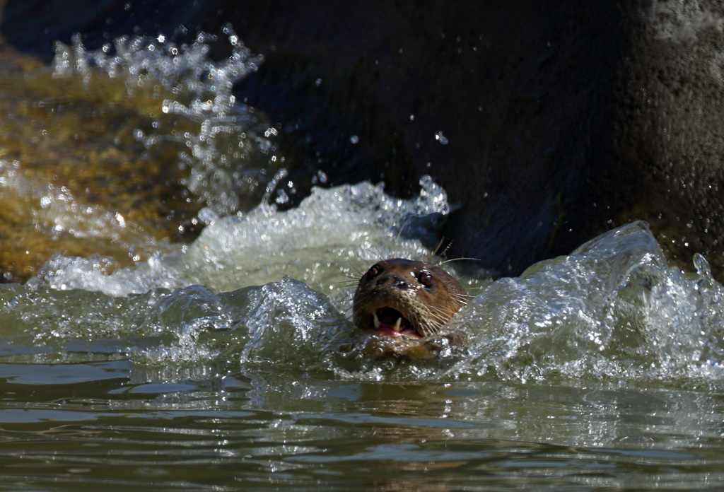 Attaque de loutre