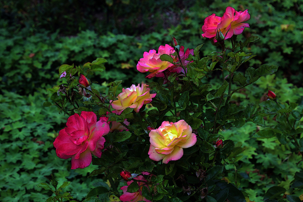 Le langage des fleurs c'est du pipeau , après des heures d'écoute , pas même un murmure a brisé le silence assourdissant .