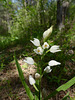 20250503 Forêt Blandas (9)