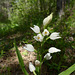 20250503 Forêt Blandas (9)